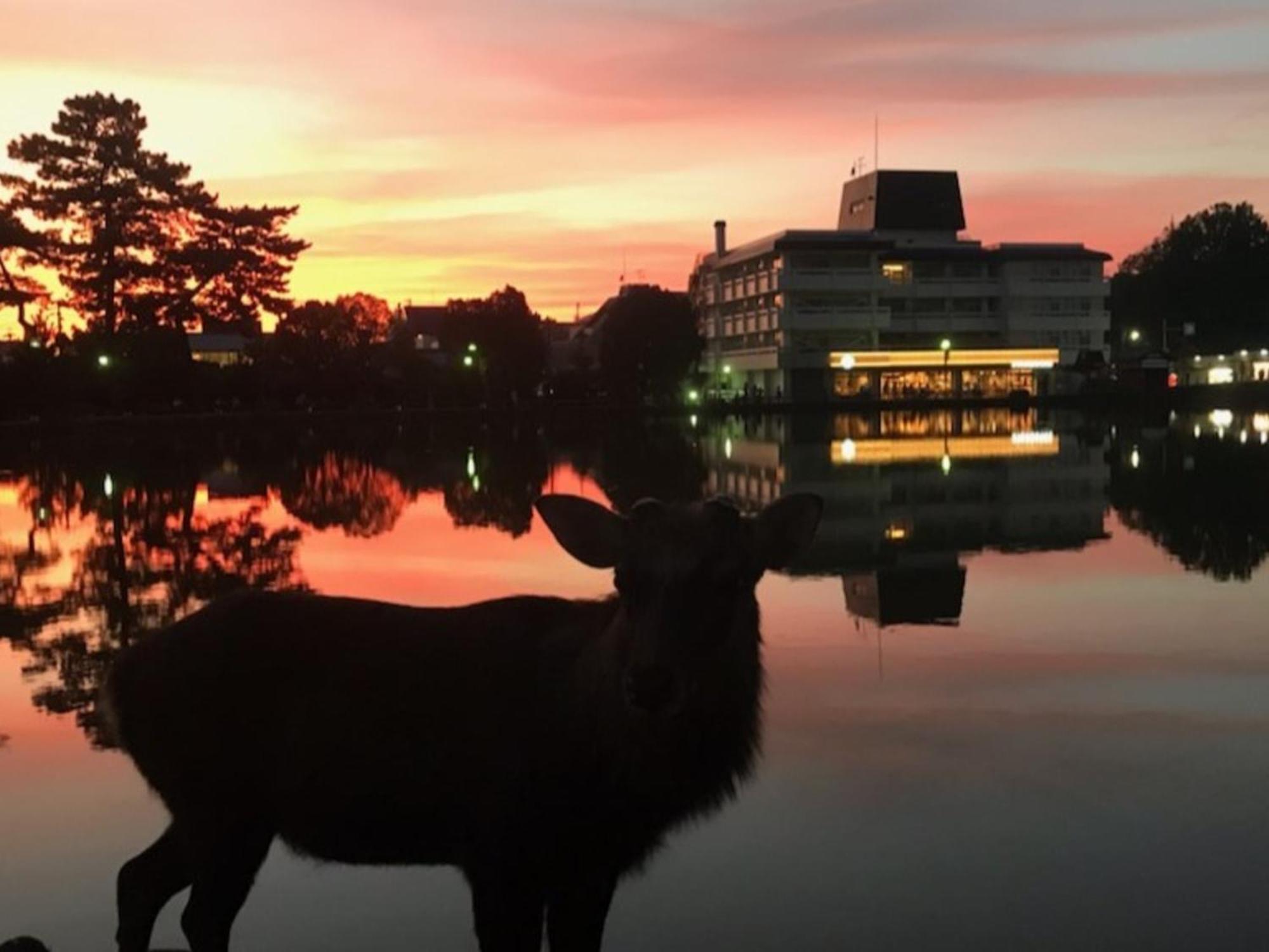ホテル さるさわ池　よしだや 奈良市 エクステリア 写真